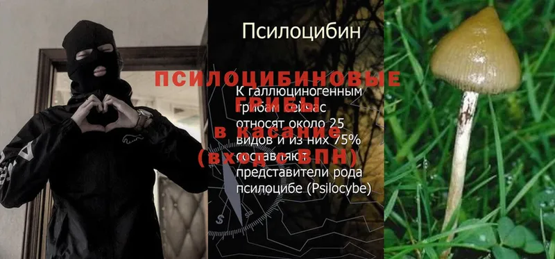 Псилоцибиновые грибы Psilocybe  Бутурлиновка 